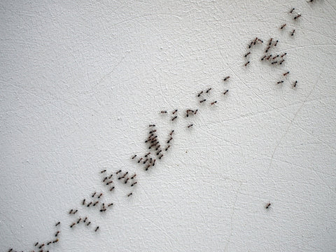 ant trail