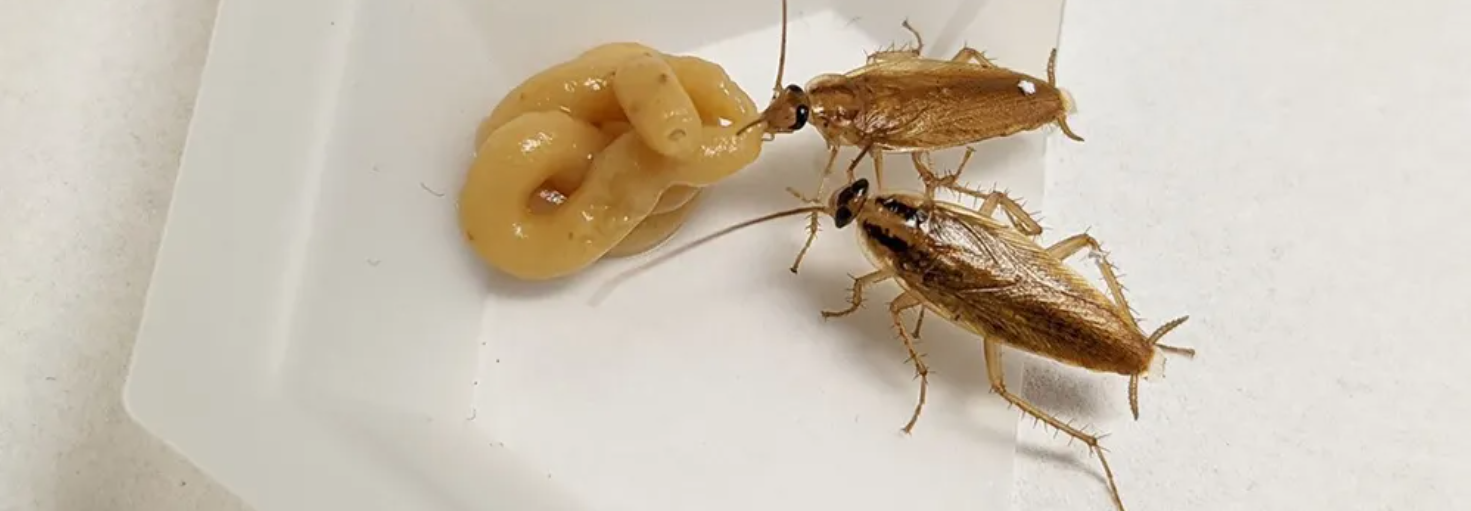 Cockroach Control baiting