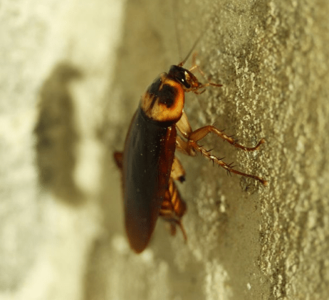 Facts about cockroaches which every home owner should know