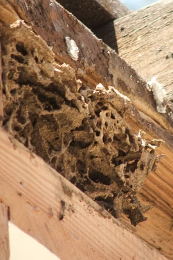 Visible signs of termite infestation you should watch for