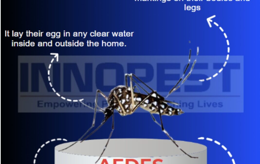 Mosquito Mysteries: From Bites to Biology  (5-7 minutes reading)
