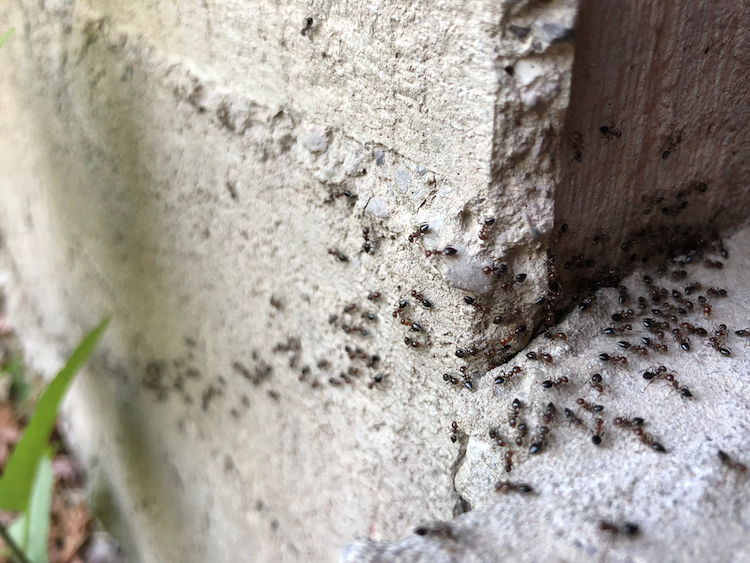 ant in crack wall