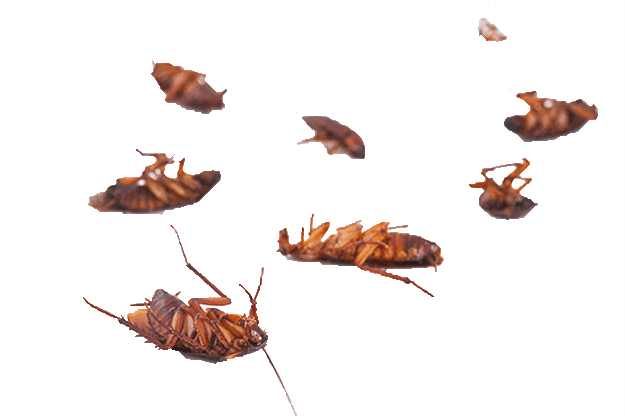 Died Cockroach Photo