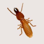 Termite Photo